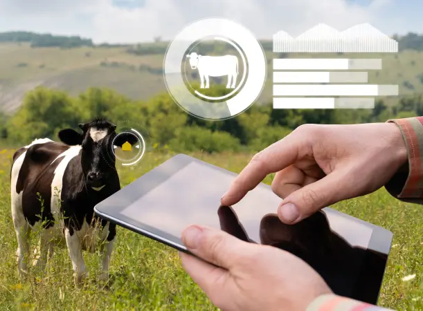 Herd Management System AI Based